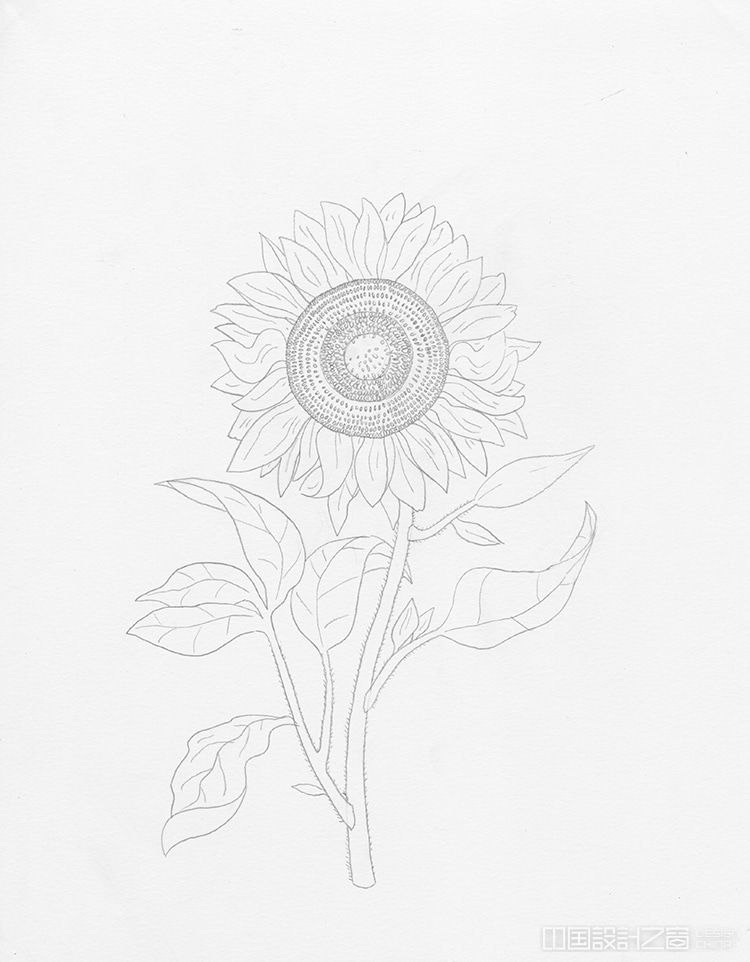 How to Draw a Sunflower