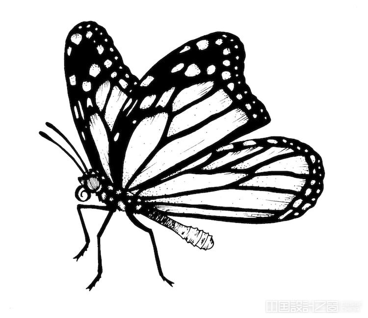 Mo<em></em>narch Butterfly Illustration