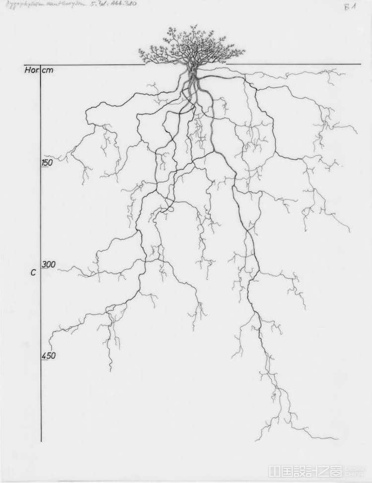 Tree Root System Drawings