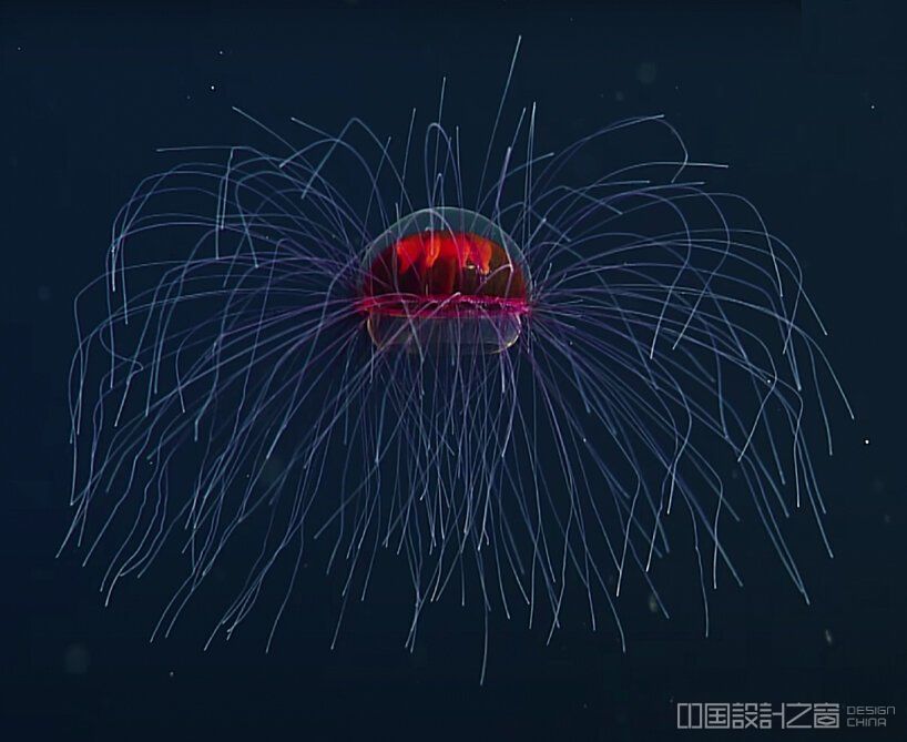 psychedelic jellyfish MBARI