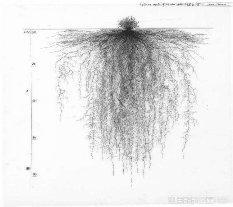 Tree Root System Drawing