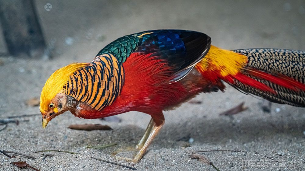 Golden Pheasant Most Beautiful Bird in the World