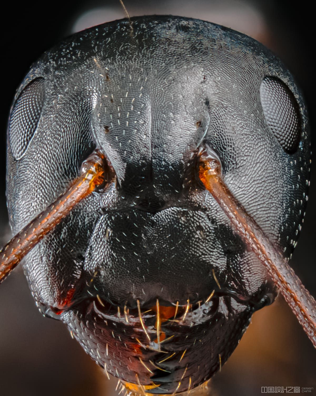 这些可怕的蚂蚁微距照片会让你夜不能寐 
