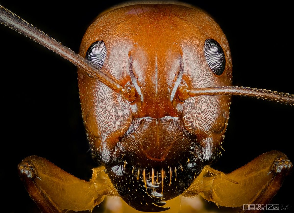 Macro Portrait of a Red Ant by Josh Coogler