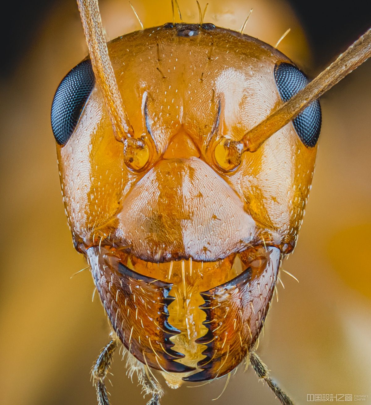 这些可怕的蚂蚁微距照片会让你夜不能寐 