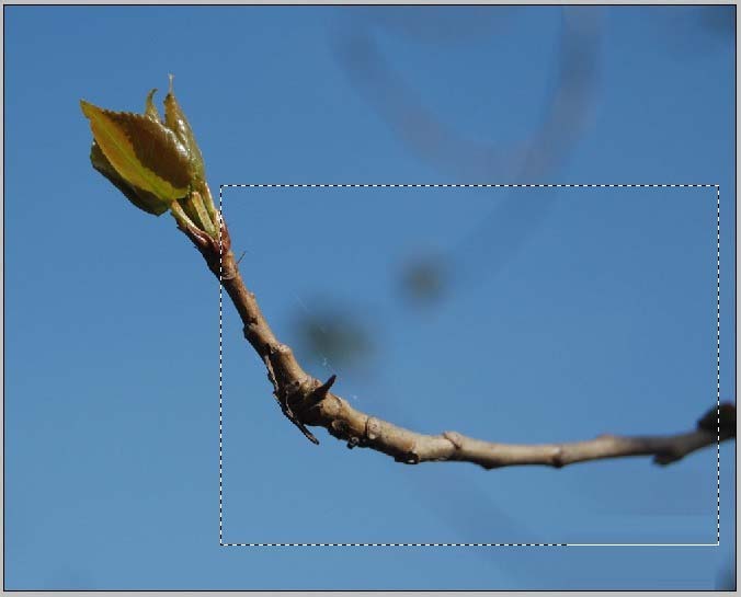 PhotoShop制作树枝冲出画面的三维立体视觉效果教程