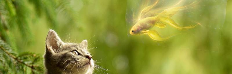 如何用PS合成猫看鱼的超现实场景?用PS合成猫咪看鱼的超现实场景教程