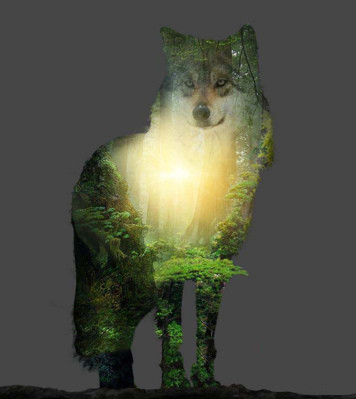 ps怎样制作合成狼与森林结合的二次曝光效果?