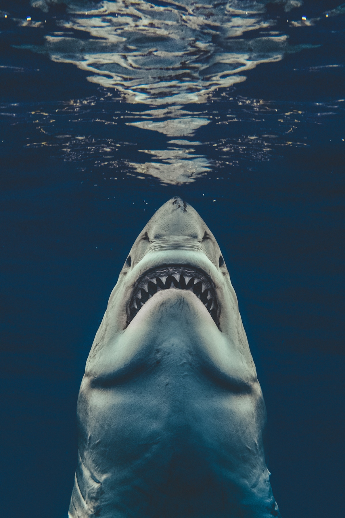 Image - Conceptual Artwork of Viktor Krum (Half-human, Half-shark).JPG ...