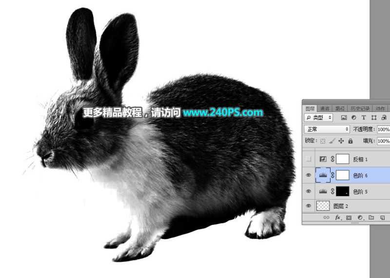ps完美抠图利用通道及钢笔工具快速抠出白褐色毛茸茸的兔子教程