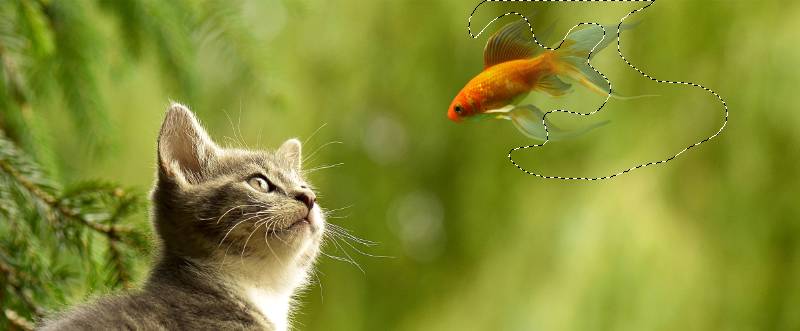 如何用PS合成猫看鱼的超现实场景?用PS合成猫咪看鱼的超现实场景教程