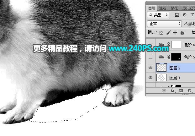 ps完美抠图利用通道及钢笔工具快速抠出白褐色毛茸茸的兔子教程