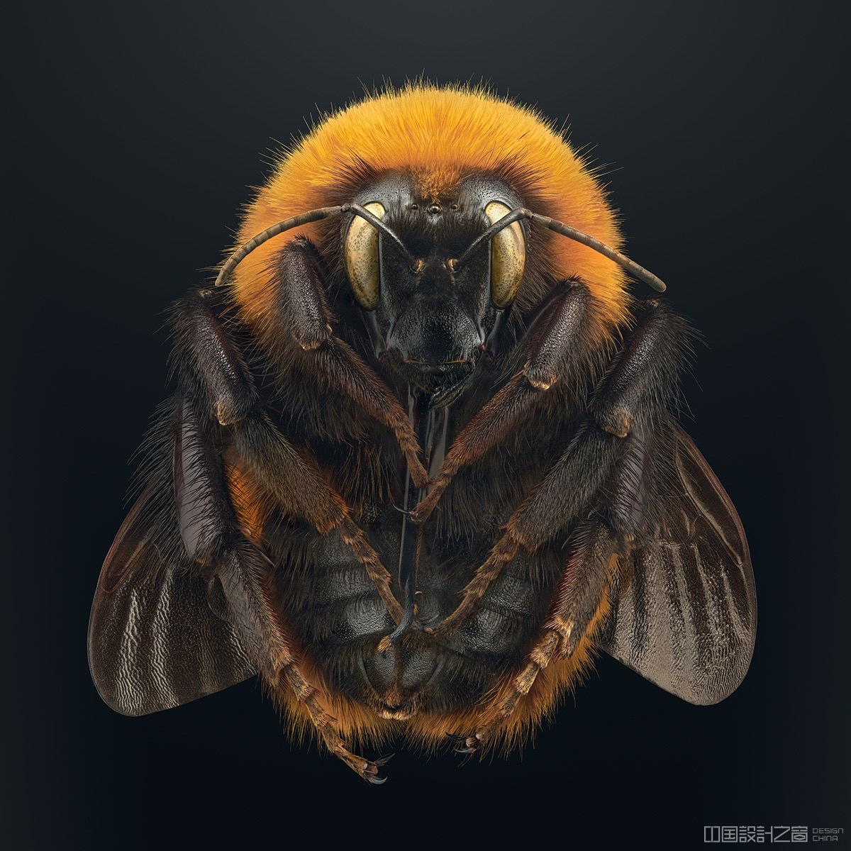 Macro Photo of a Bumblebee by Levon Biss