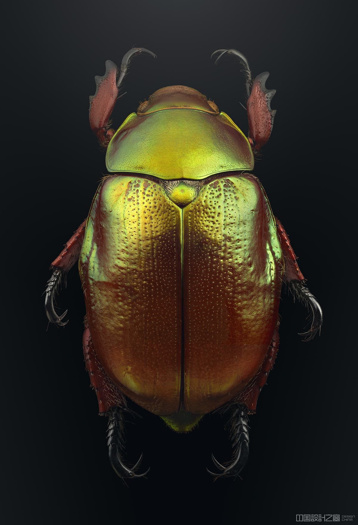 Macro Photo of a King Christmas Beetle
