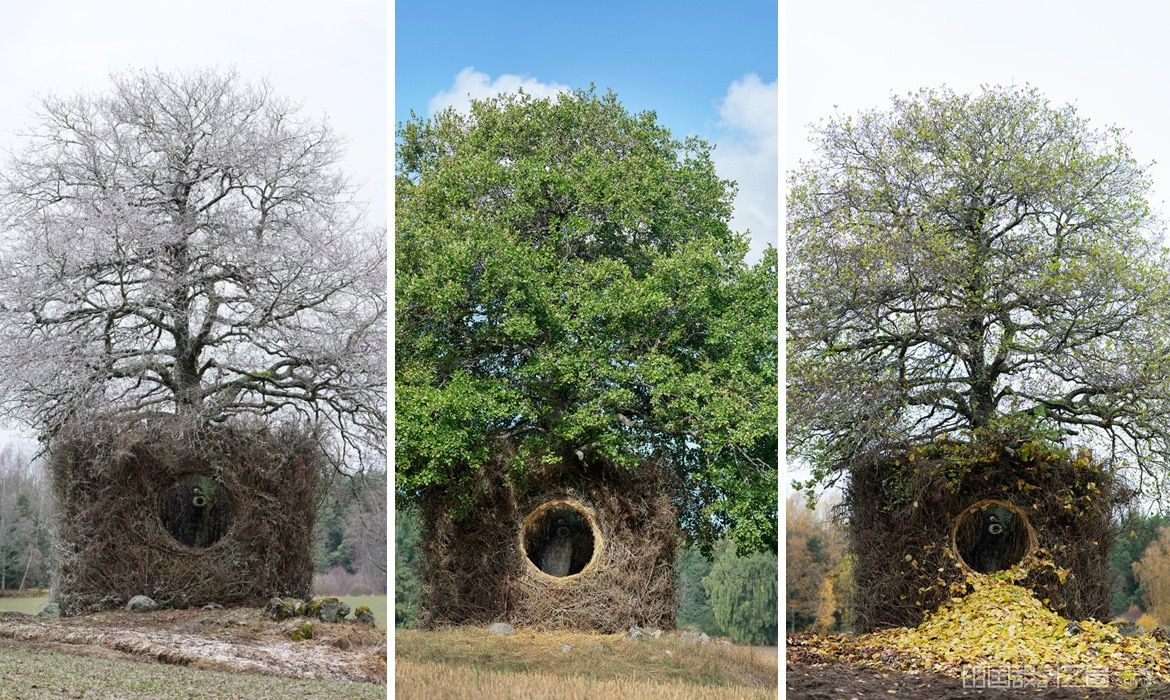One Tree Multiple Seasons