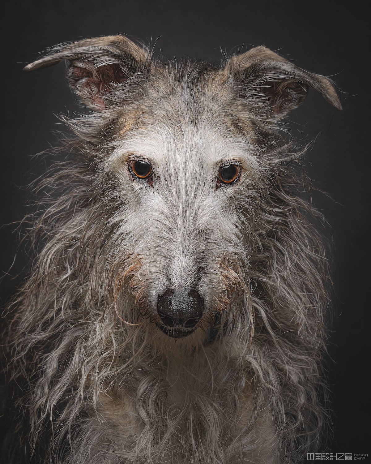 Spanish Hunting Dogs by Travis Patenaude