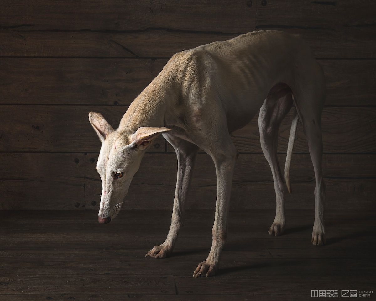 Spanish Hunting Dogs by Travis Patenaude