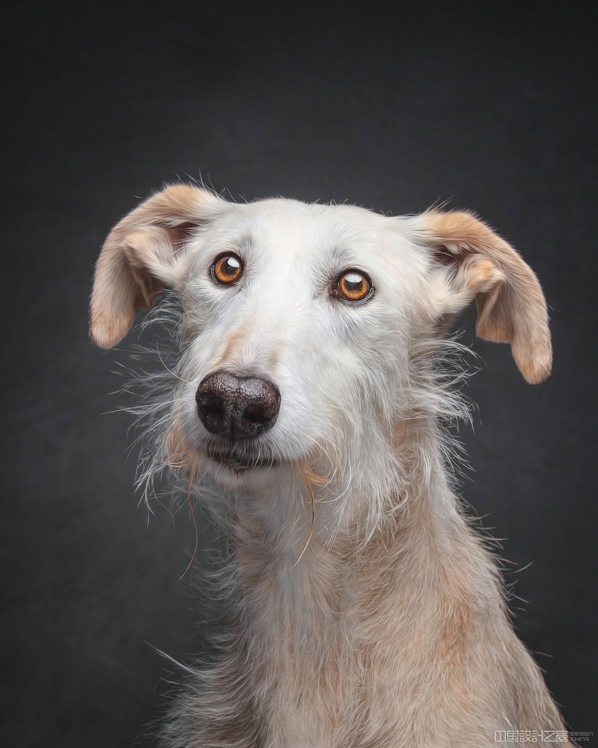 Spanish Hunting Dogs by Travis Patenaude