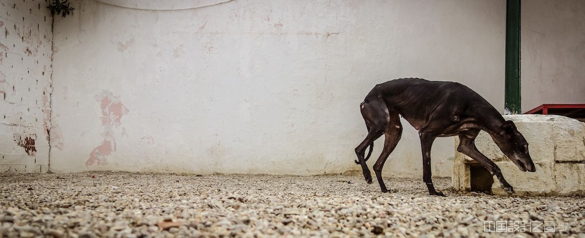 Spanish Hunting Dogs by Travis Patenaude