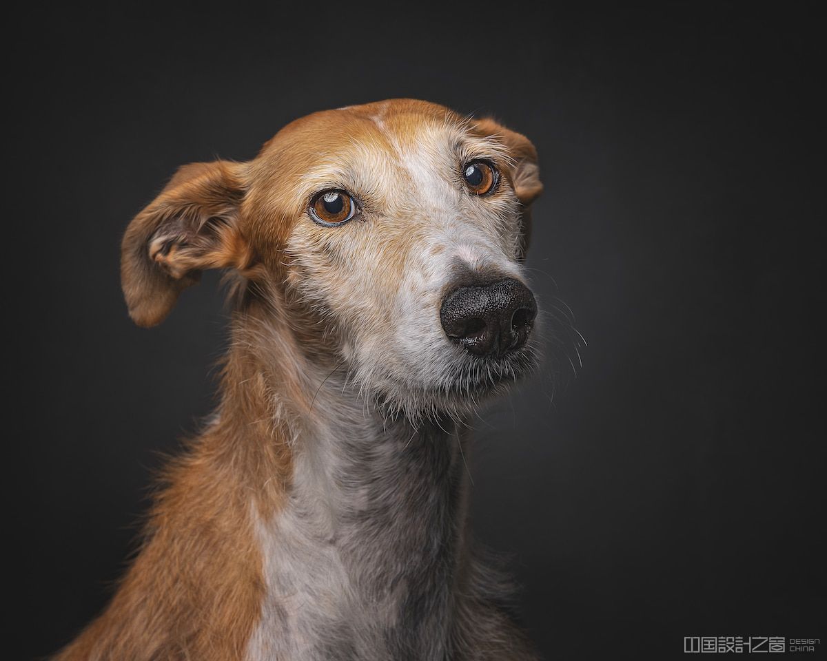 Spanish Hunting Dogs by Travis Patenaude