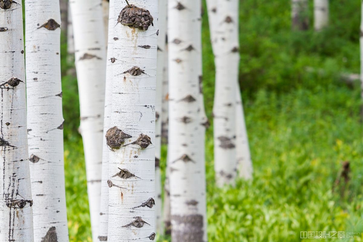 Aspen Trees