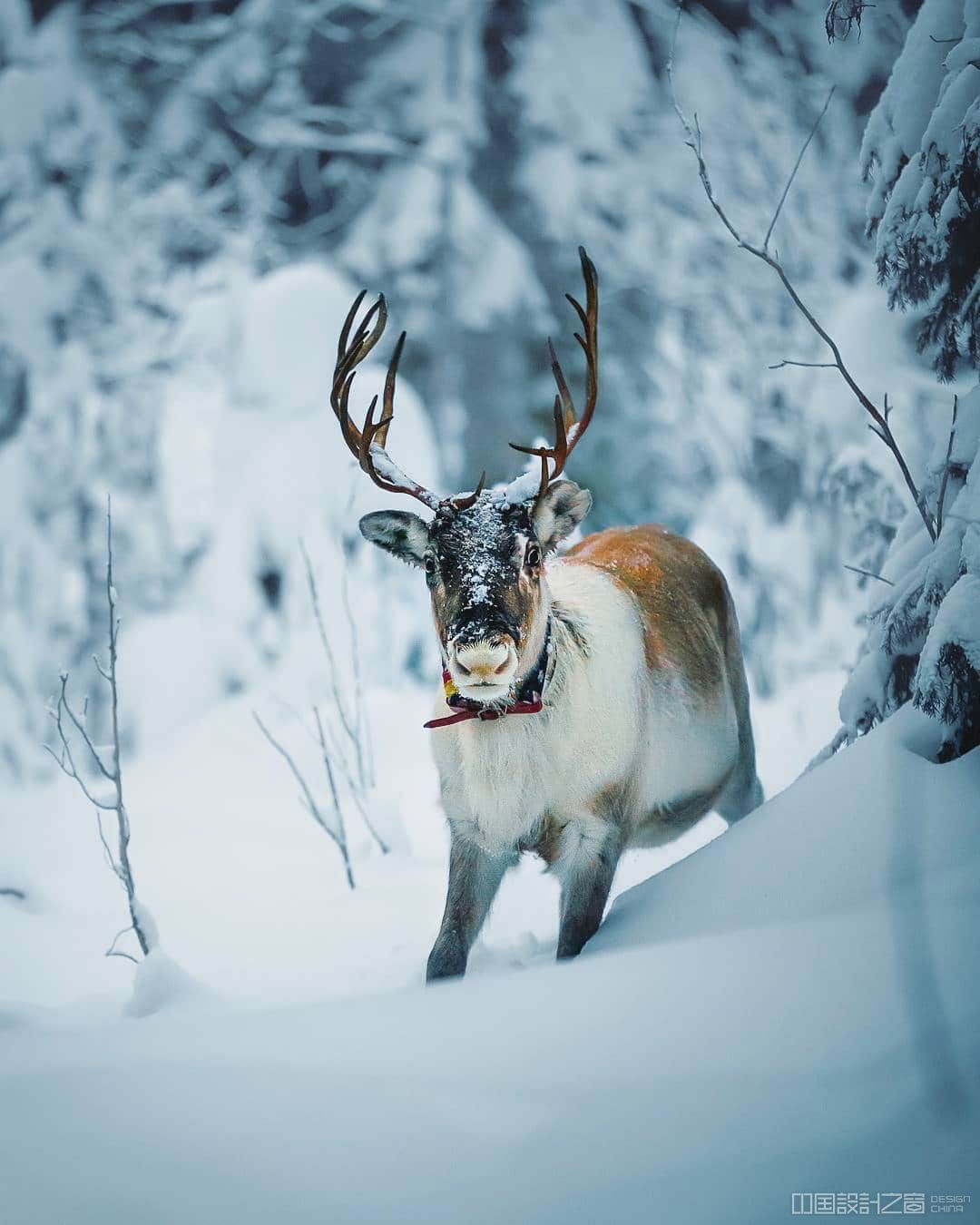 Photos of Forest Animals by Joachim Munter