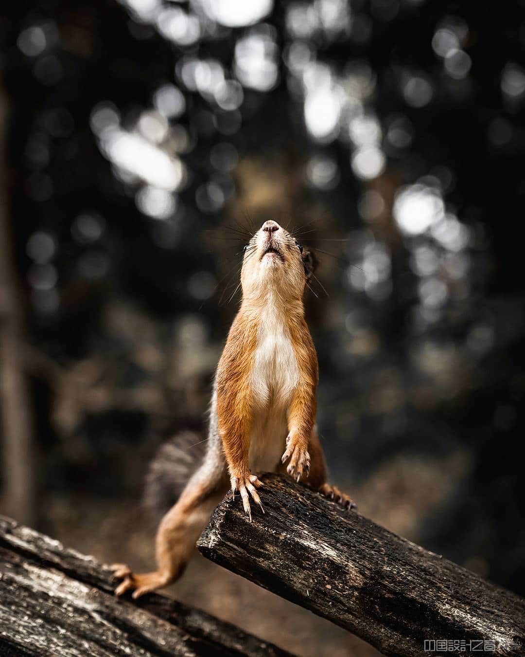 Photos of Forest Animals by Joachim Munter