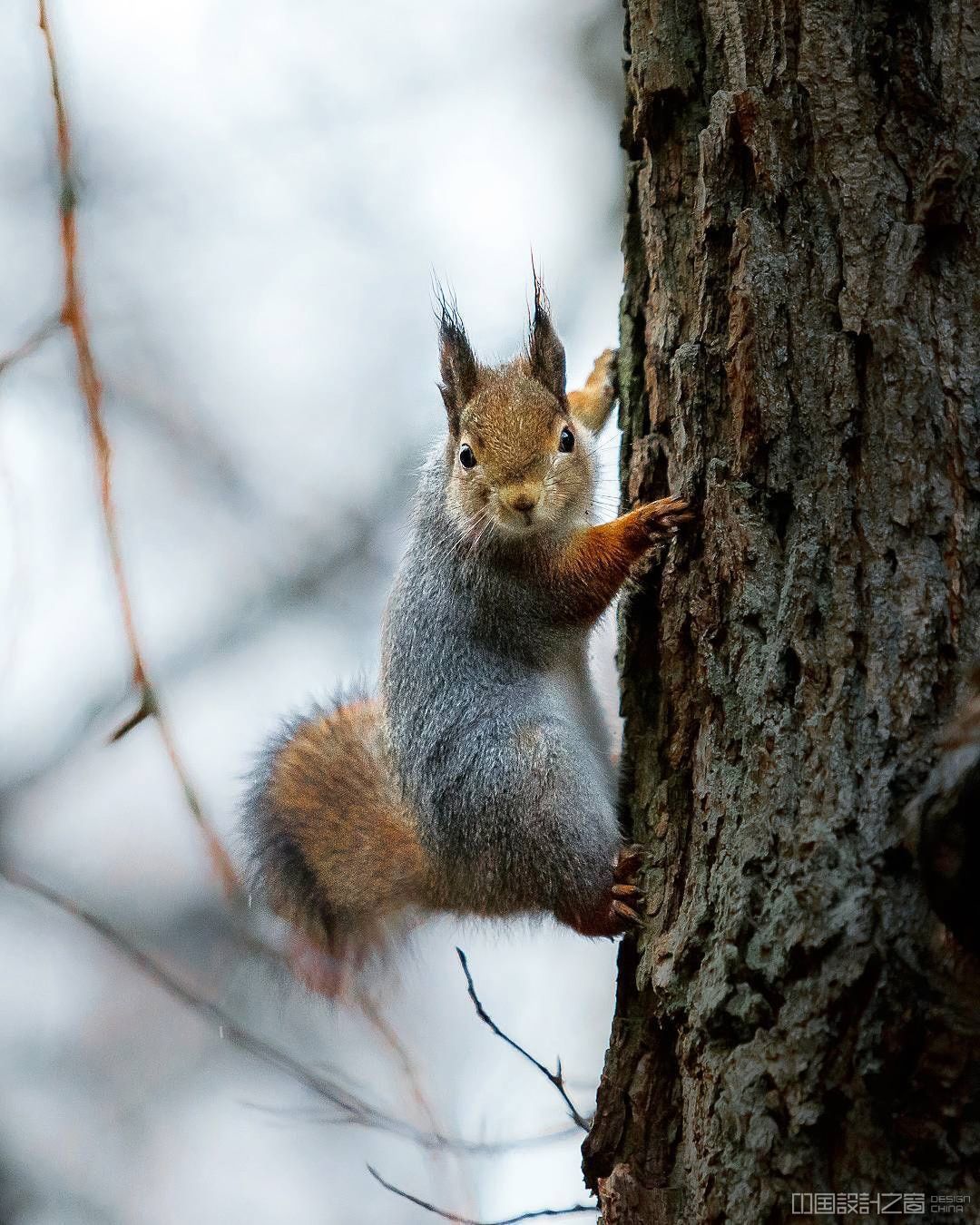 Photos of Forest Animals by Joachim Munter