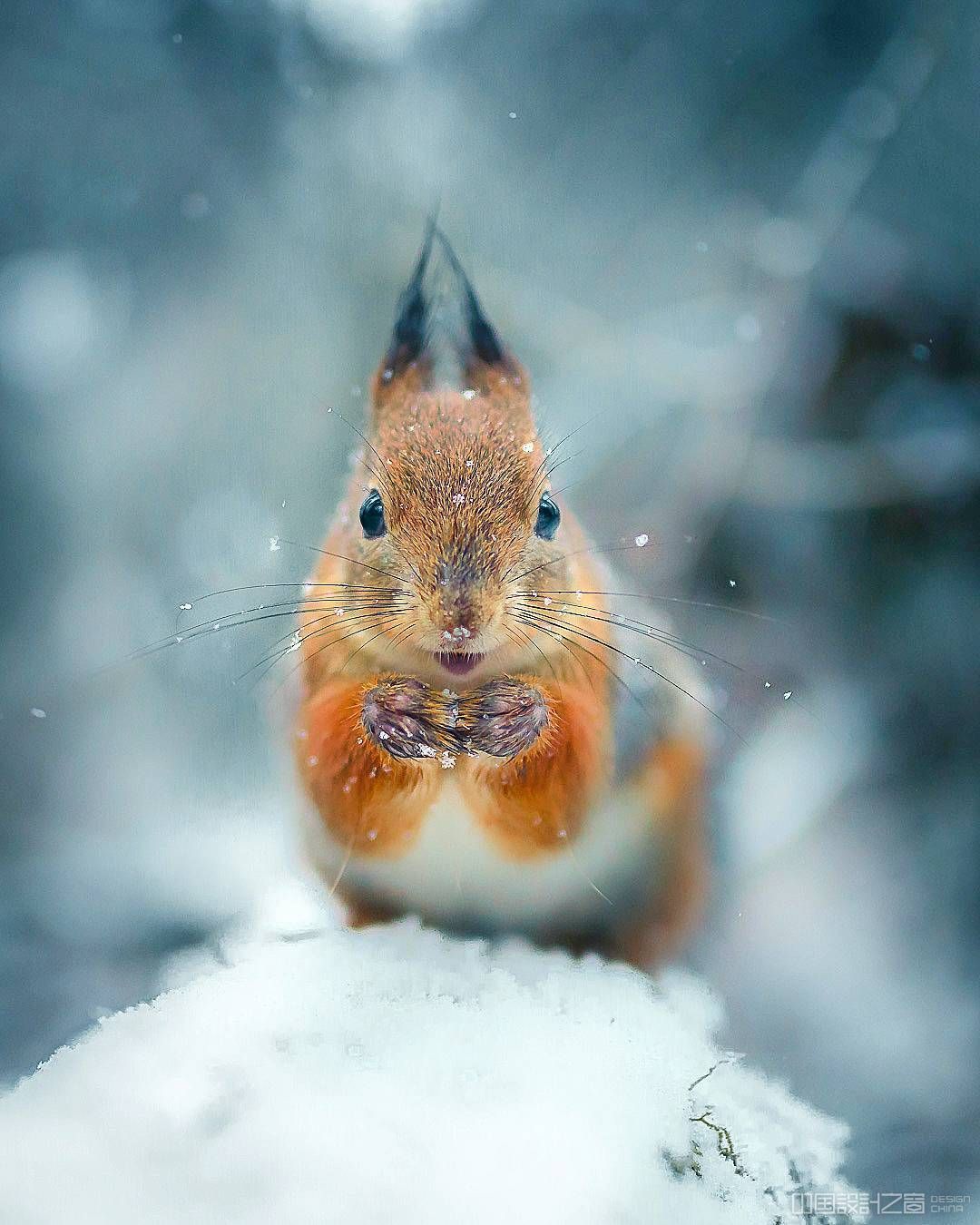 Photos of Forest Animals Joachim Munter