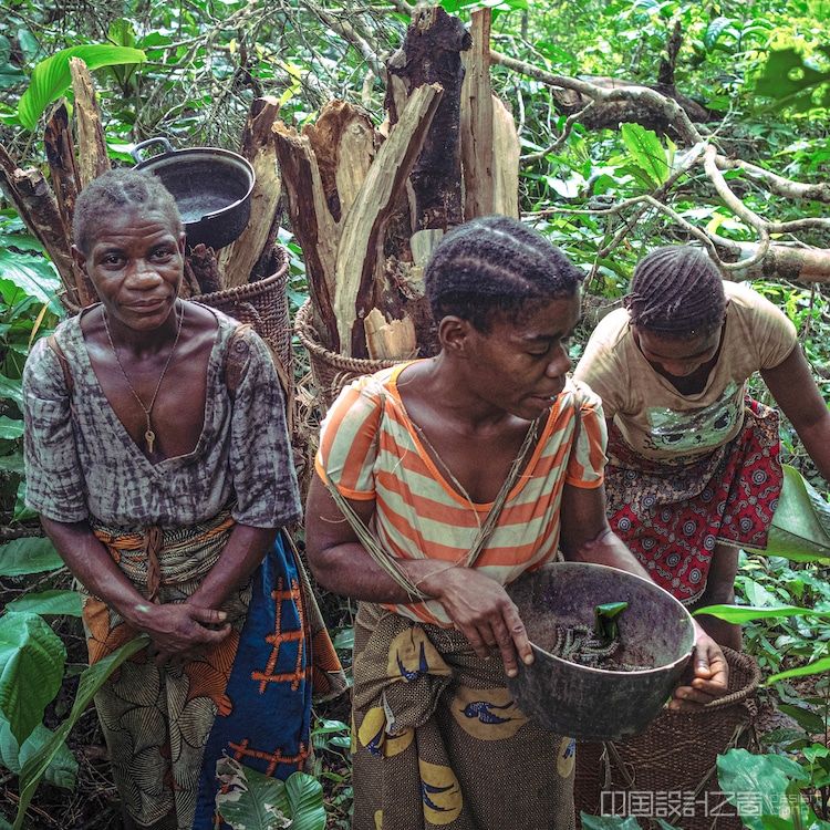 Aka Mbenzelé women gathering edible caterpillars in the Republic of Congo