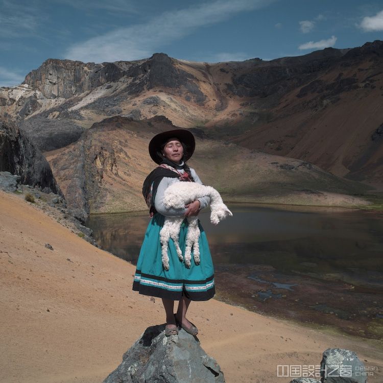 Quechua alpaquera Alina Cradling a Baby Alpaca
