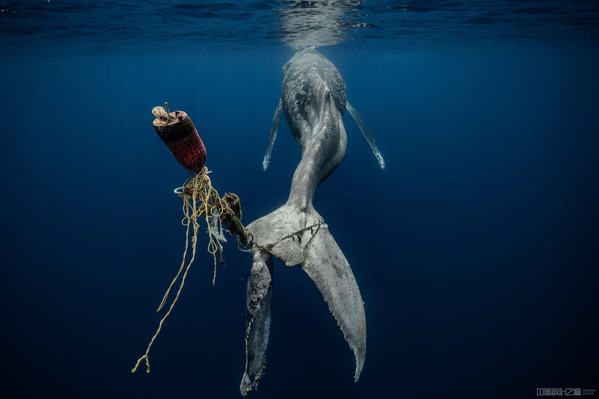 An underwater photo of a whale and garbage stuck to its fin