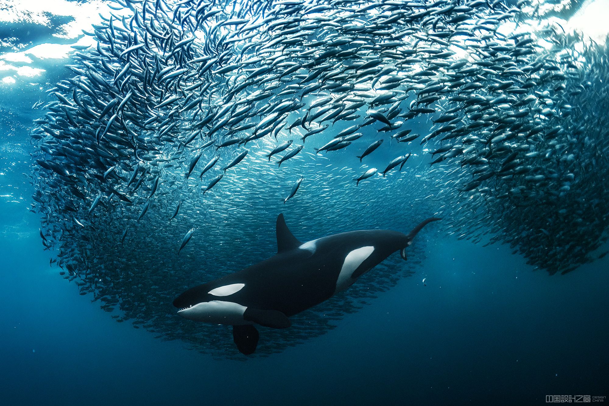 A photo of an orca surrounded by a school of fish