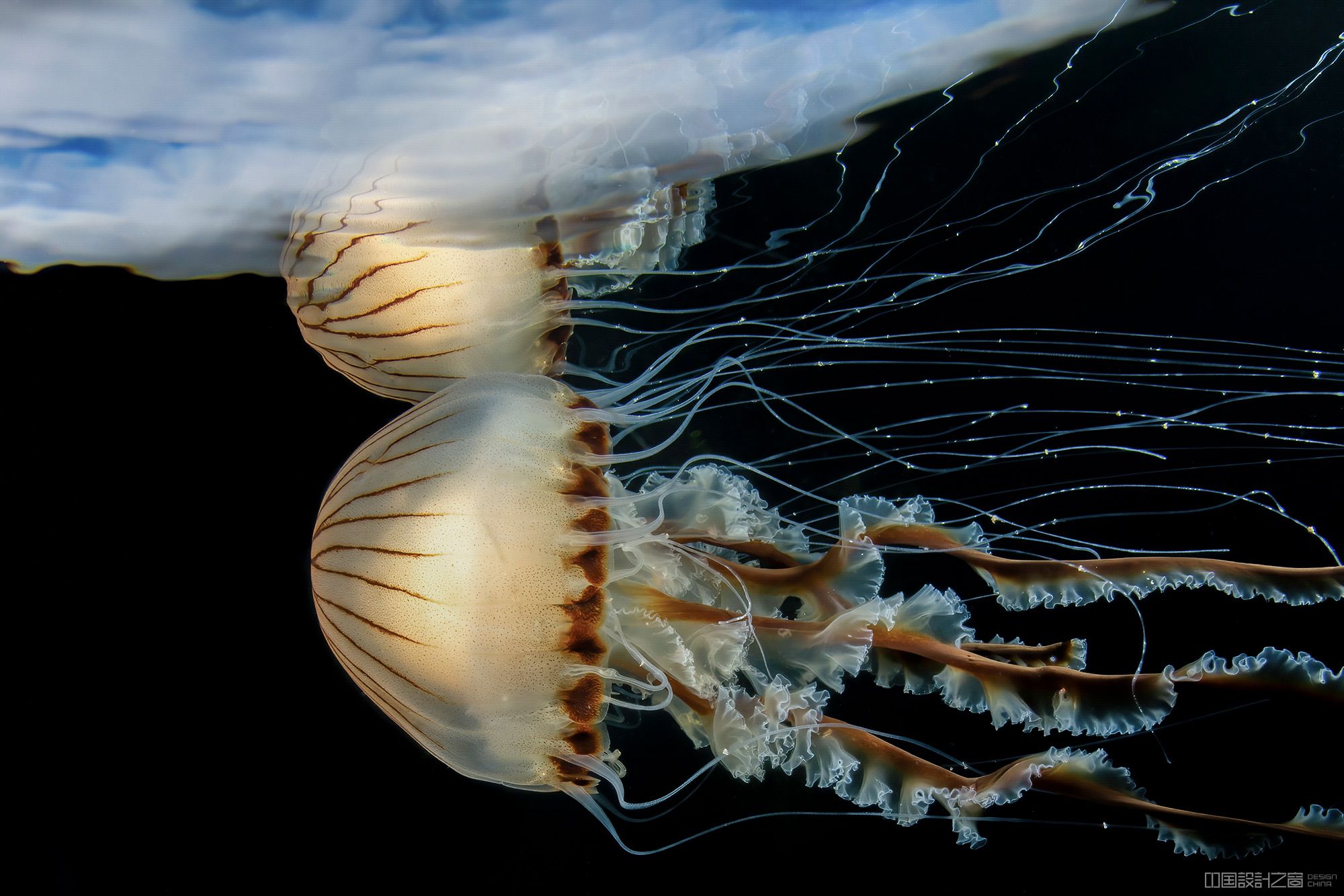 An underwater photo of jellyfish