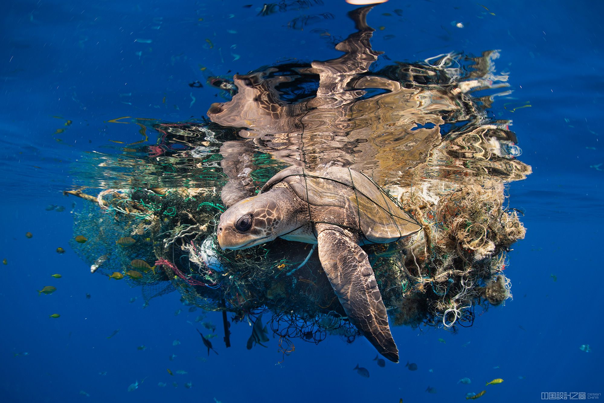 An underwater photo of a turtle trapped in garbage