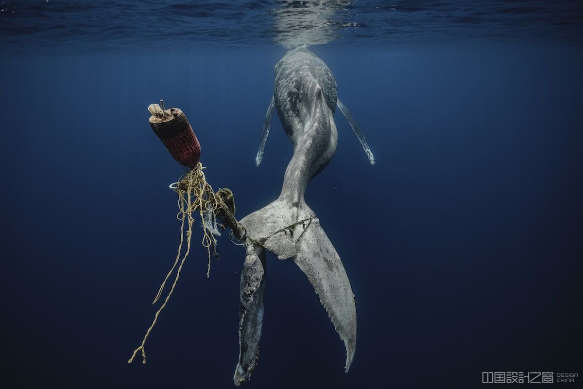 Humpback Whale with Tale Wrapped in Ropes