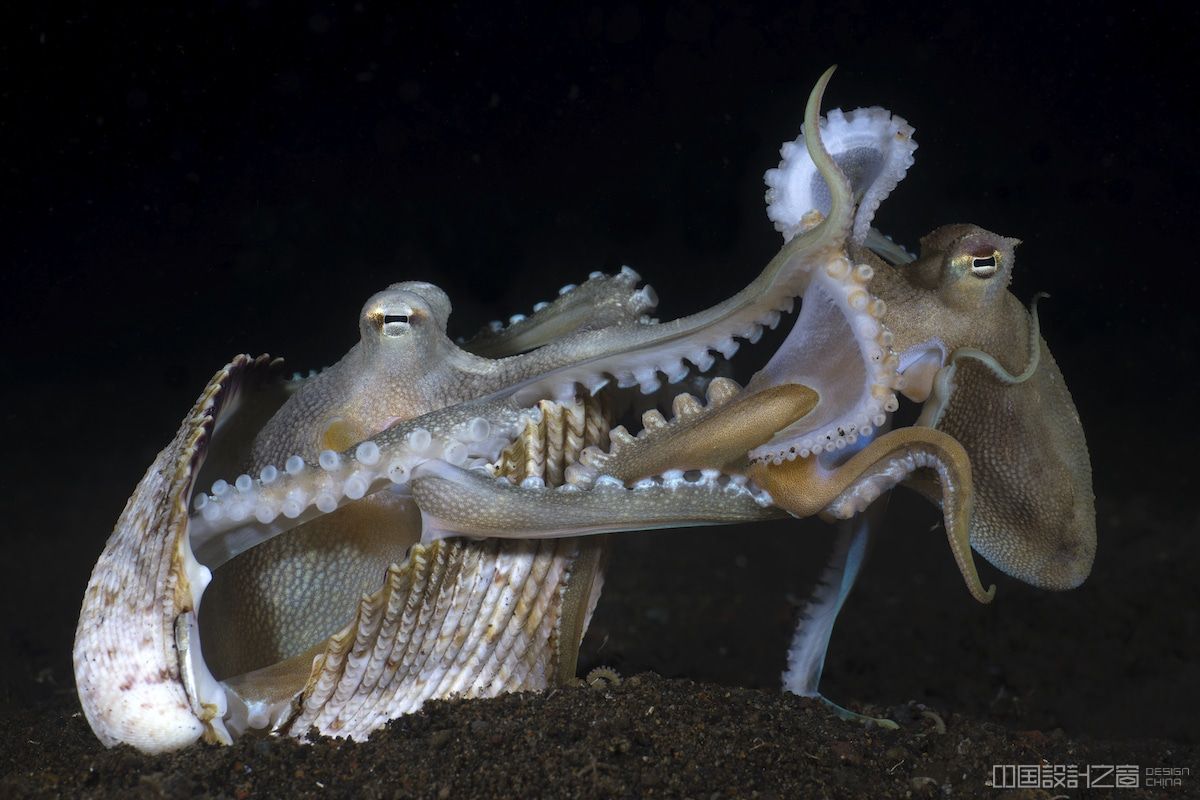 Coco<em></em>nut Octopuses Mating