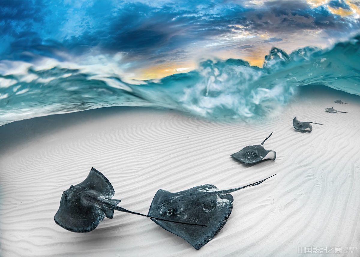 Stingrays Underwater on Grand Cayman