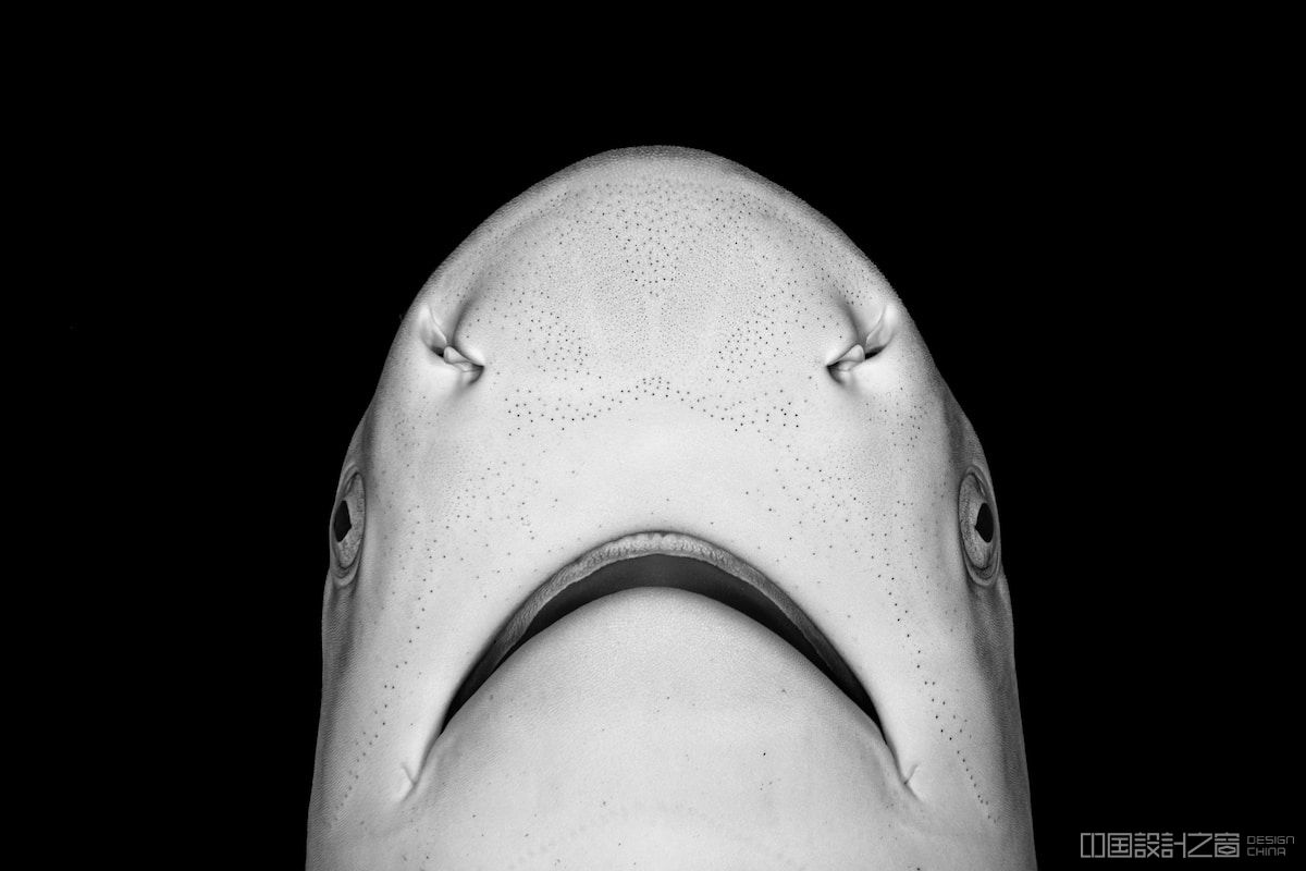 Close Up Portrait of a Newborn Blacktip Reef Shark That Looks Like Jaws Movie Poster