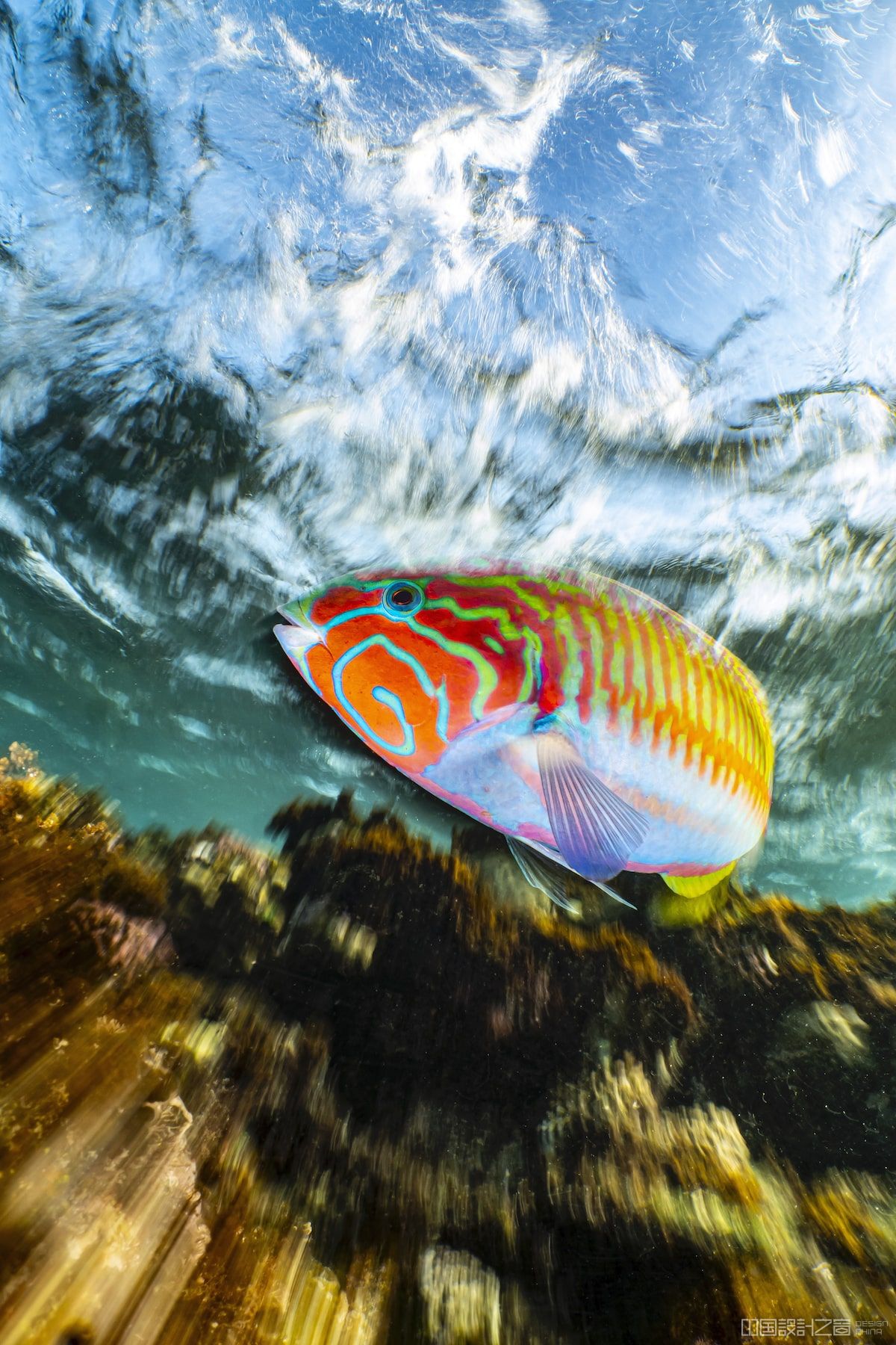 Klunzinger's Wrasse In Motion