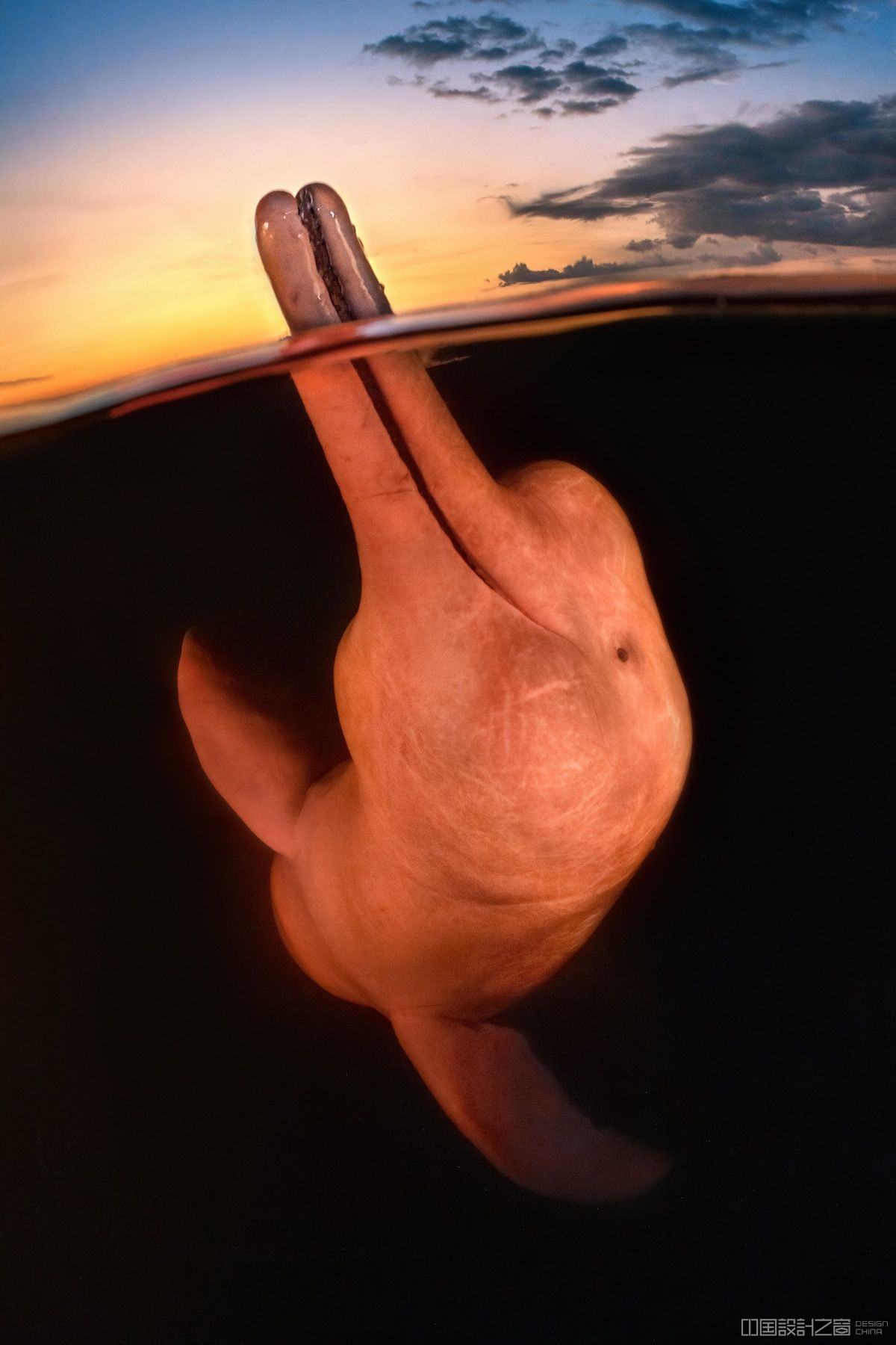 River Dolphin in the Brazilian Amazon