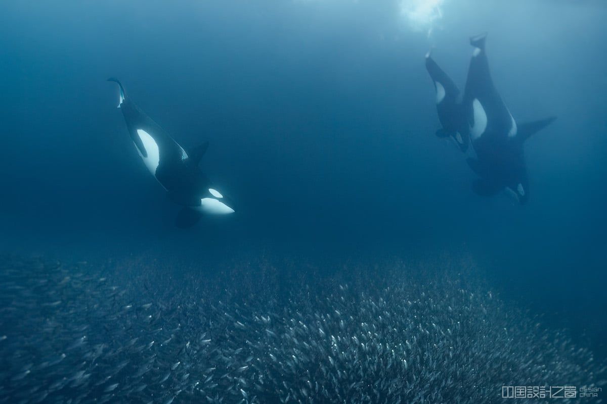Orca Swimming Underwater in Norway