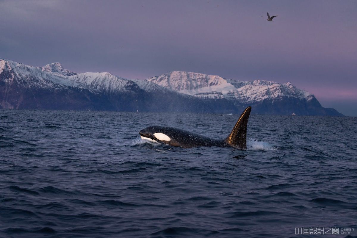Orca in the Norwegian Arctic