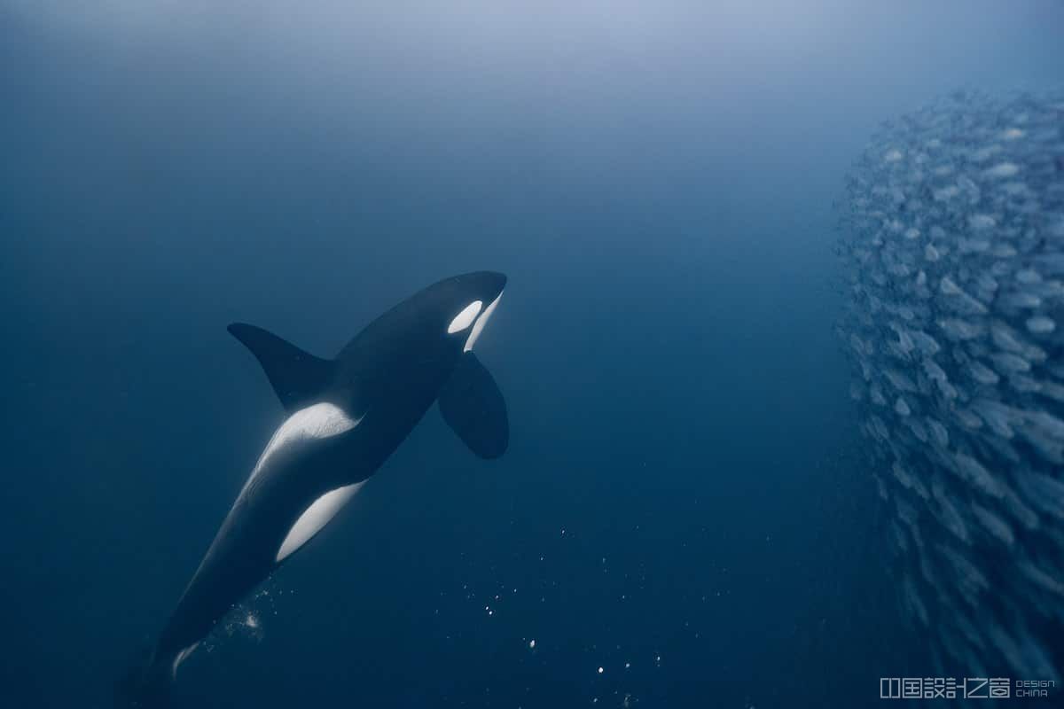 Orca Swimming Underwater in Norway