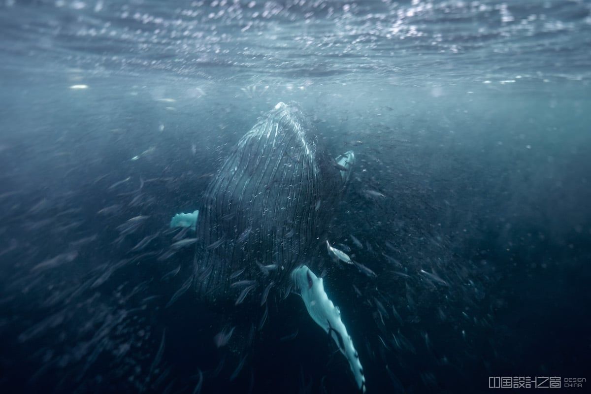 Orca Eating Bait Underwater