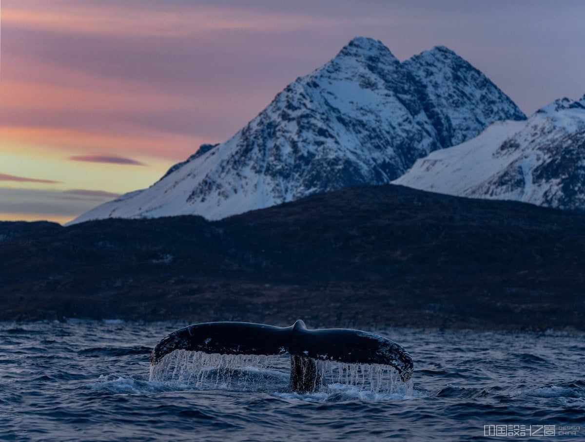 Swimming with Orcas in Norway by Dan Zafra