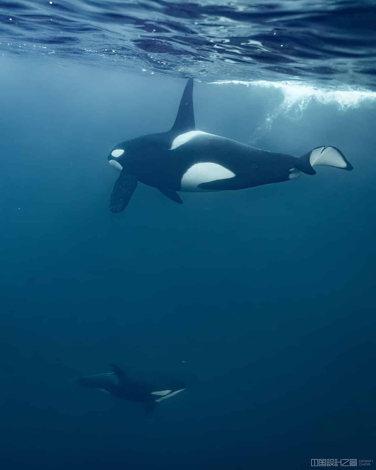 Orca Swimming Underwater in Norway