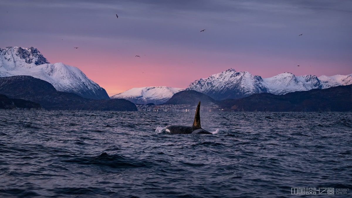 Swimming with Orcas in Norway by Dan Zafra