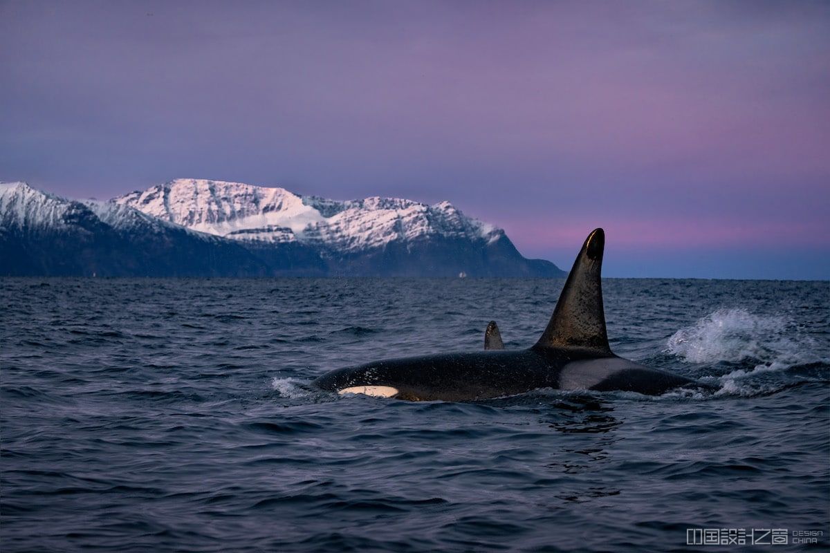 Swimming with Orcas in Norway by Dan Zafra