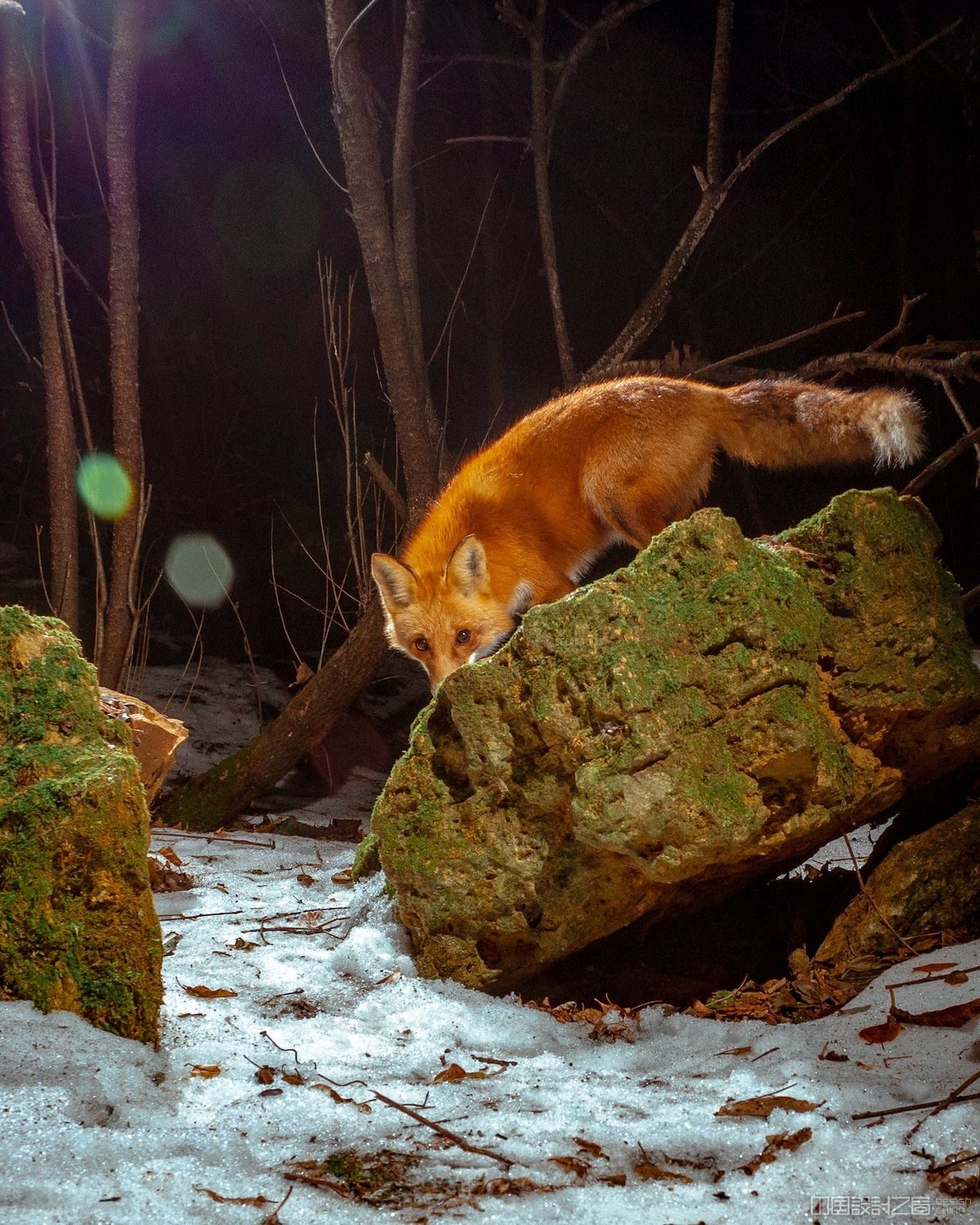 Fox Caught on DIY Camera Trap by Ross Harried